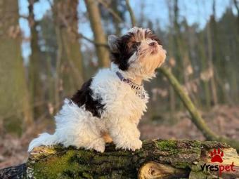 Ράτσα: Γιόρκσάϊρ τεριέ - Yorkshire Terrier | Ηλικία: 2,5 μηνών | Φύλο: Αρσενικό | Αρ. Microchip: 74192643073 | Εκπαιδευμένο | Περιοχή: Αττική